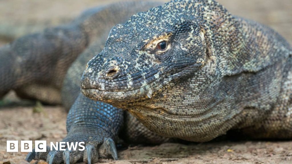 Komodo dragons: Indonesians strike over entry price hike-صحيفة الصوت