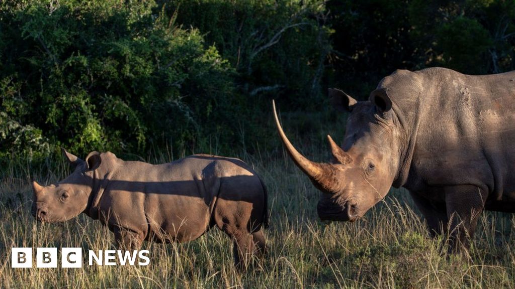 Kenya: Wildlife trafficking suspect seized after $1m reward-صحيفة الصوت