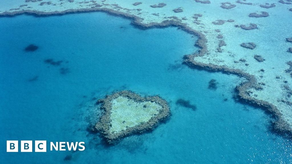 Great Barrier Reef sees record coral cover, but it is highly vulnerable-صحيفة الصوت