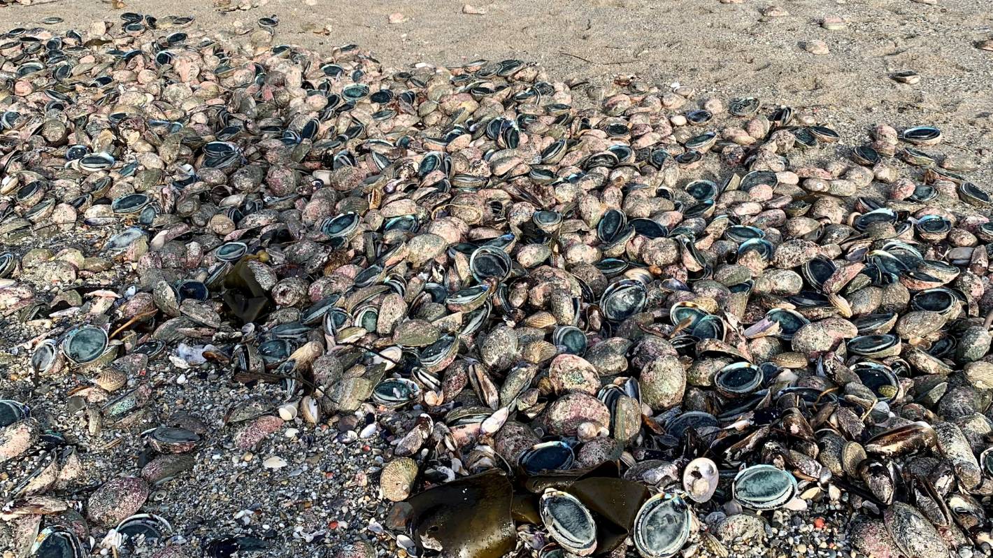 Thousands of pāua and fish washed ashore after heavy rainfall in Otago – صحيفة الصوت
