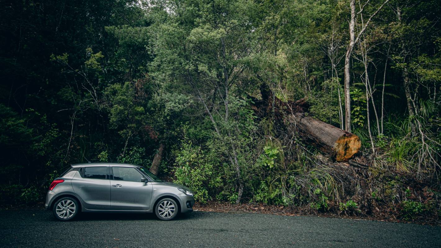 Māori to lead kauri protection as national plan launched against dieback – صحيفة الصوت