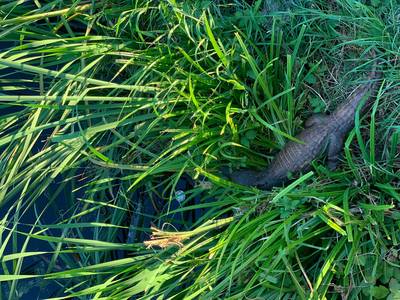 Zwemt er een krokodil in deze plas in Nijmegen? ‘Ik wist niet wat ik zag’-صحيفة الصوت