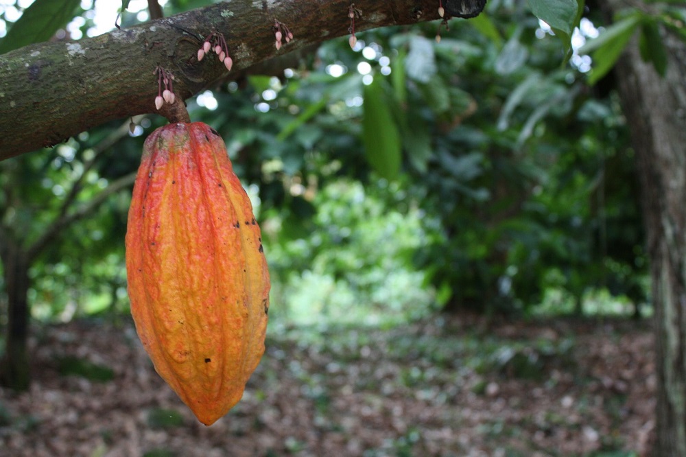 Making and hunting chocolate in Rio – صحيفة الصوت
