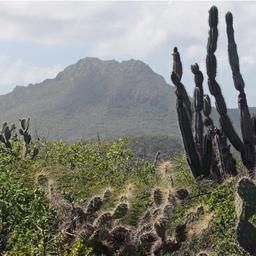 Lichaam dat werd gevonden op Curaçao is van Nederlandse toerist | NU-صحيفة الصوت