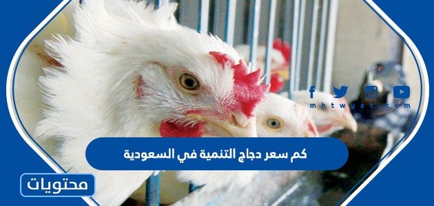 كم سعر دجاج التنمية في السعودية – صحيفة الصوت