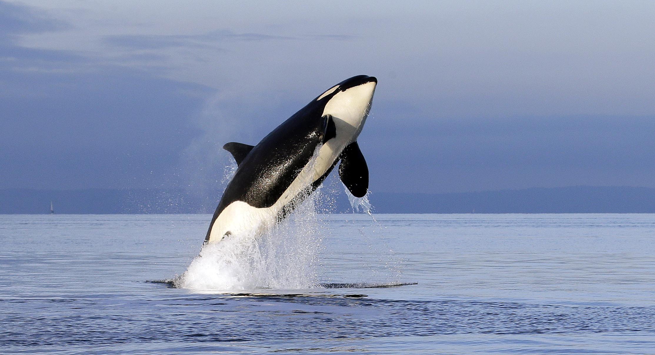 Pranks or predation? Exploring the reasons behind Orcas’ interactions with boats – صحيفة الصوت