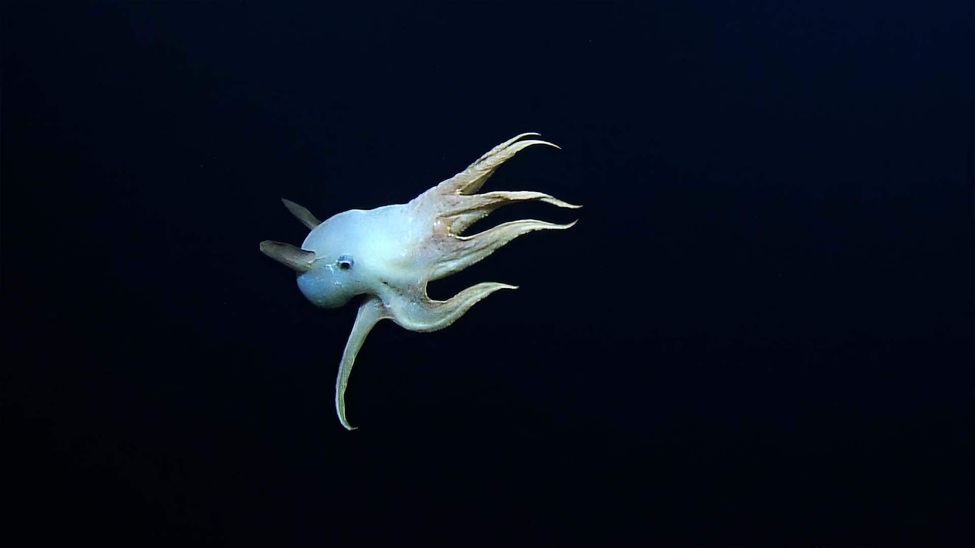 #The Moment a rare dumbo octopus was spotted in the deep sea-صحيفة الصوت