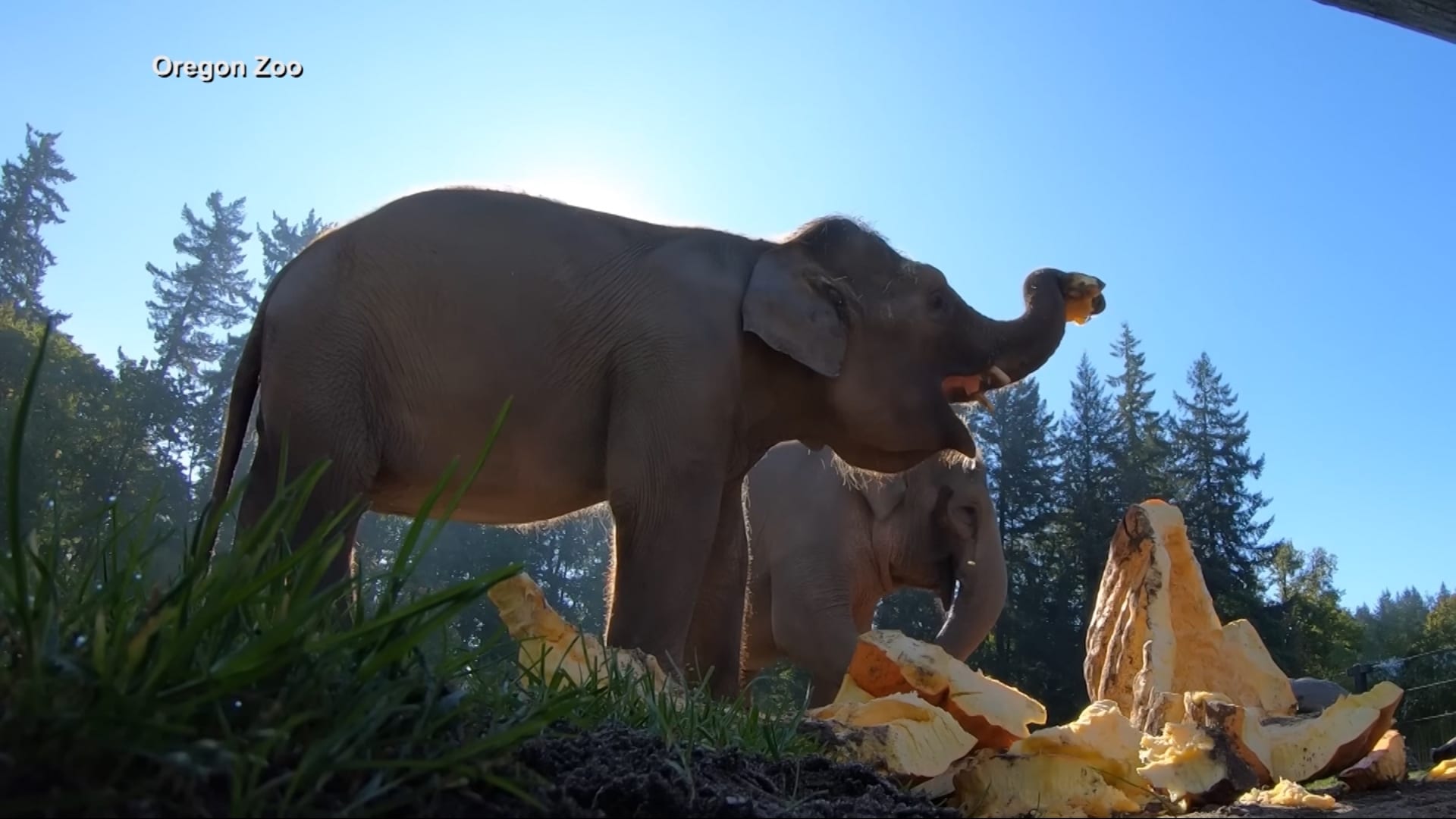 شاهد.. عائلة أفيال تستمتع بسحق اليقطين وتتلذّذ بتناولها في حديقة حيوانات – صحيفة الصوت