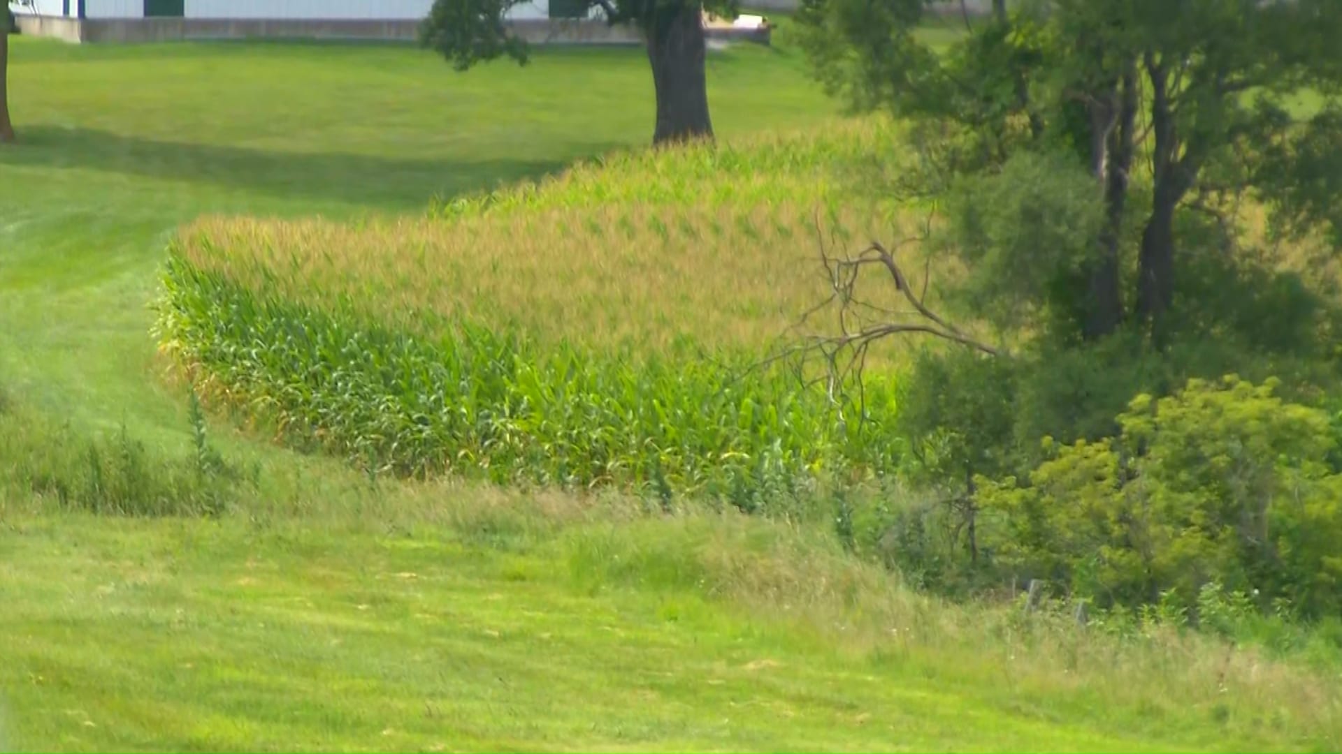 قد يحاول بستانك الحديث معك.. دراسة جديدة توضح كيف تتواصل النباتات مع بعضها – صحيفة الصوت